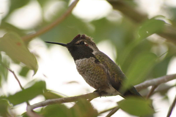hummingbird_017