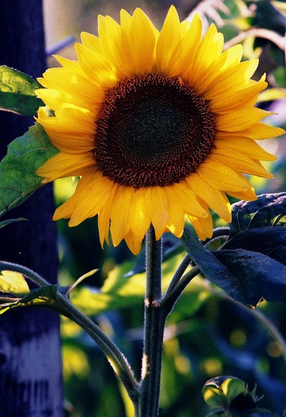 Sunflower 2 