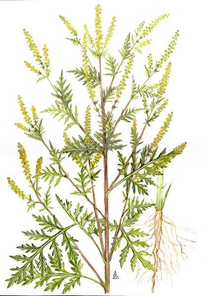 Ambrosia artemisiifolia