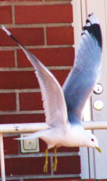 2008 series-gulls