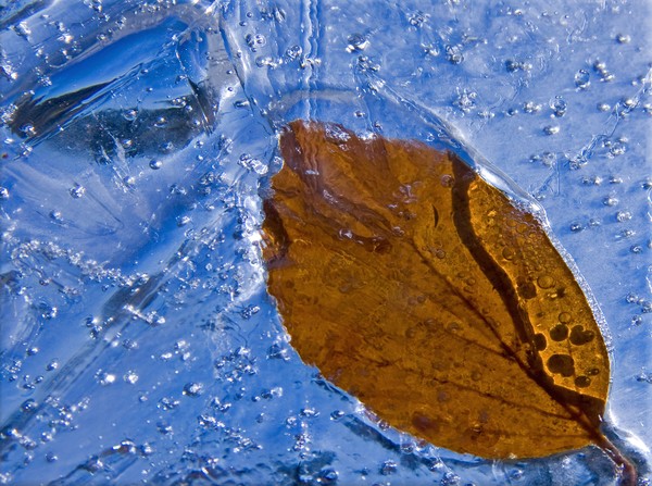 Icy blue leaf