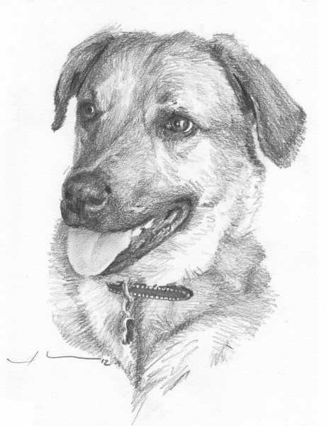 dog drawing mike theuer
