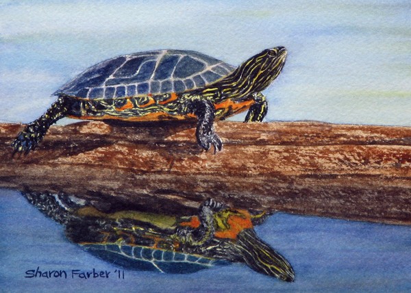 Painted Turtle III