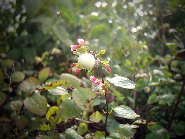 Woodland Berry