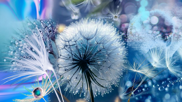 Dandelion