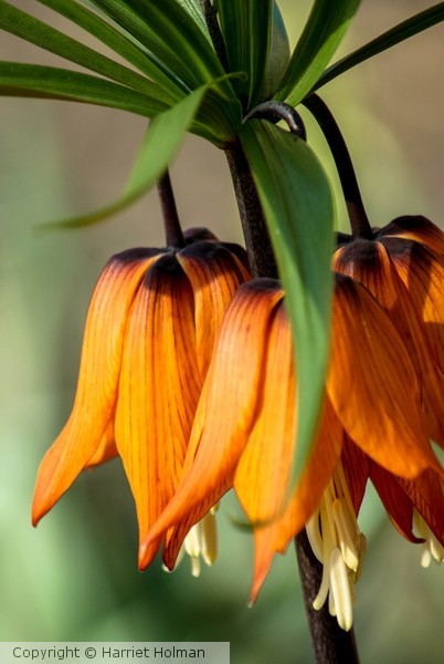 Orange Bell Flower