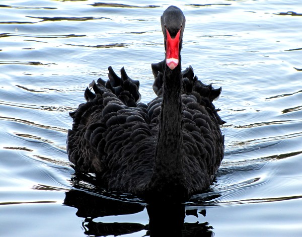 Black Swan approaching!