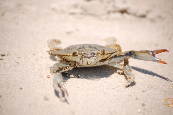 Crab