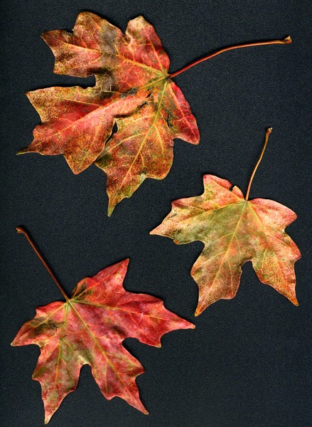 Scanned Leaves
