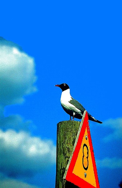 Laughing Gull on Day Marker