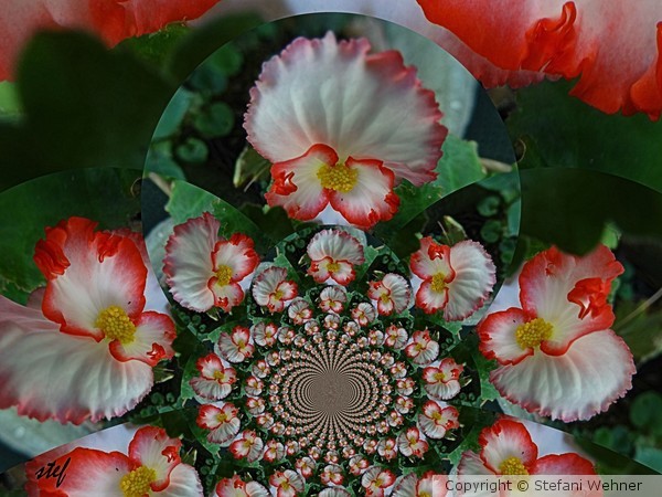 flower minuet