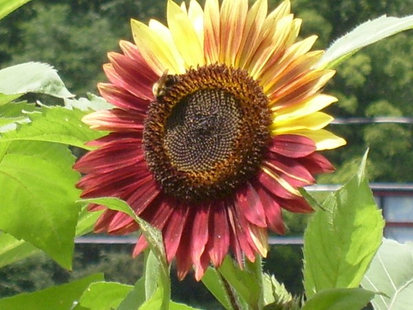 Sunflower Split
