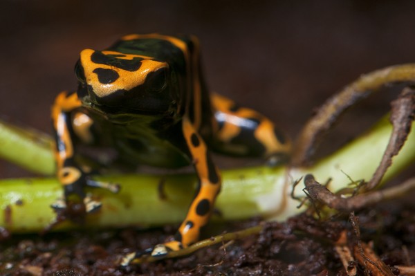 Orange & Black frog