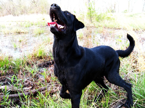 Pointer or retriever?