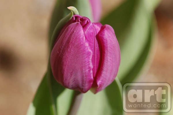 Deep Pink Tulip