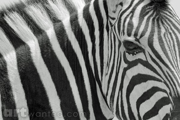 Zebra - African Wildlife - Striped Beauty