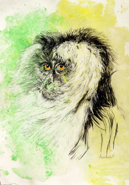 Lion Tail Monkey in Charcoal