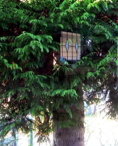 Window in a tree