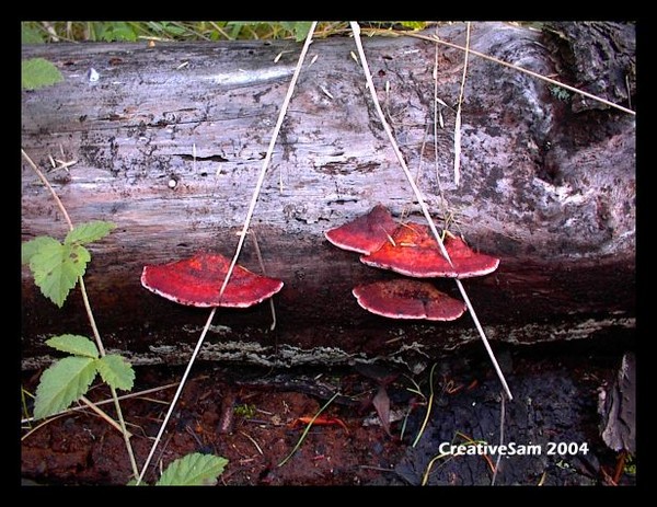 Log Fungi