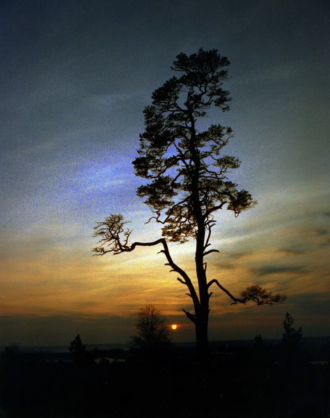 New Forest Sunset