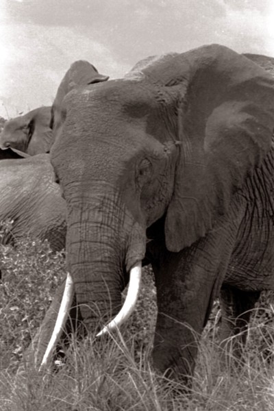 Kenyan  elephant 1