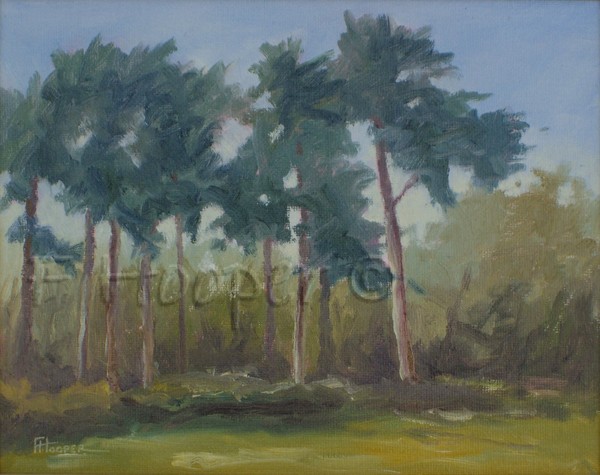 Coombe Gardens, Scots Pines