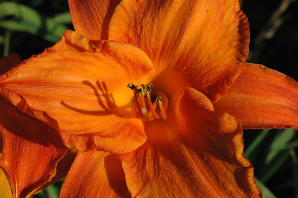 Bright orange lily
