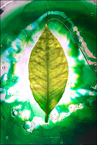 Lemon - Universe of the Leaf