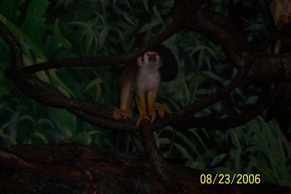 Squirel Monkey 