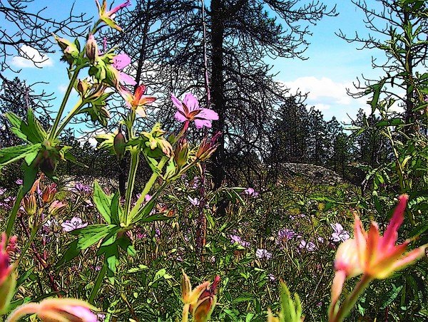 Wildflower Haven