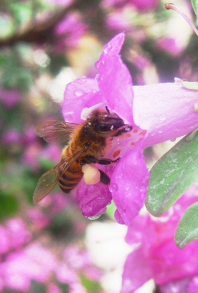 Pollen Overload