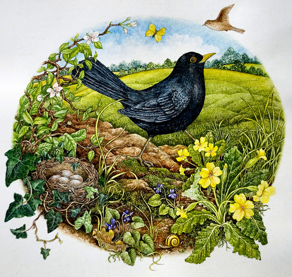 Blackbirds Build a Nest