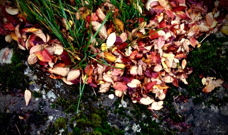 Autumn leave on a stone.