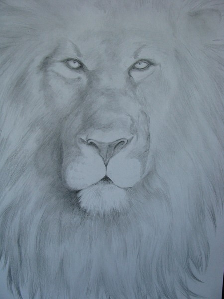 Male Lion