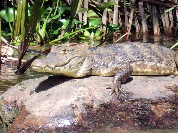 Wild spetacled caiman
