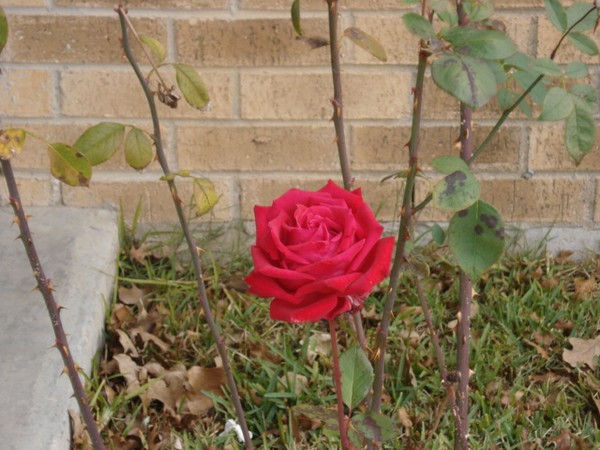 A Rose During Dormancy