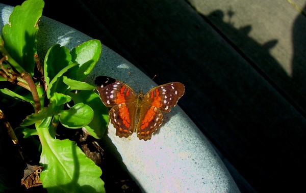 red peacock butterfly