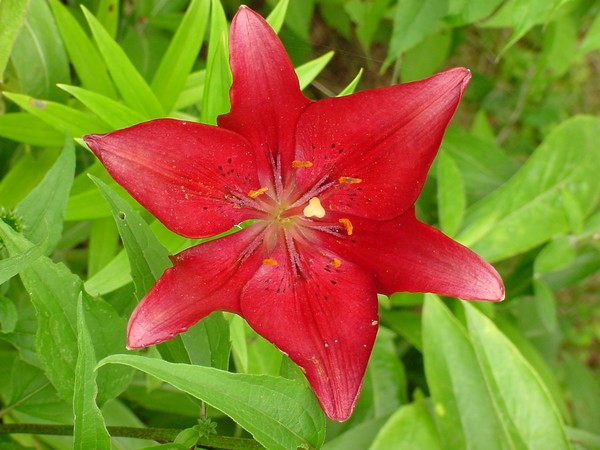 Fire Lily in bloom