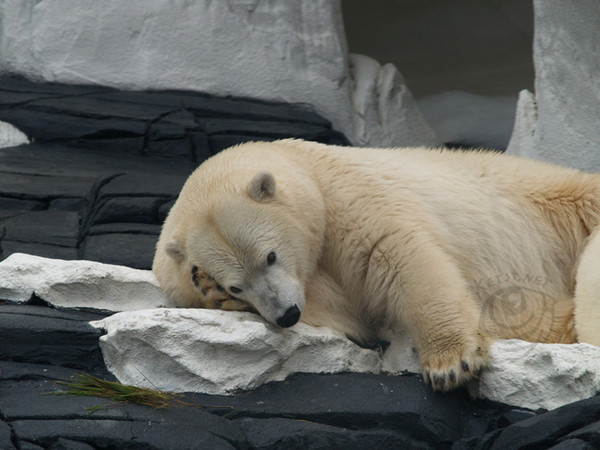 Sleepy Polar Bear
