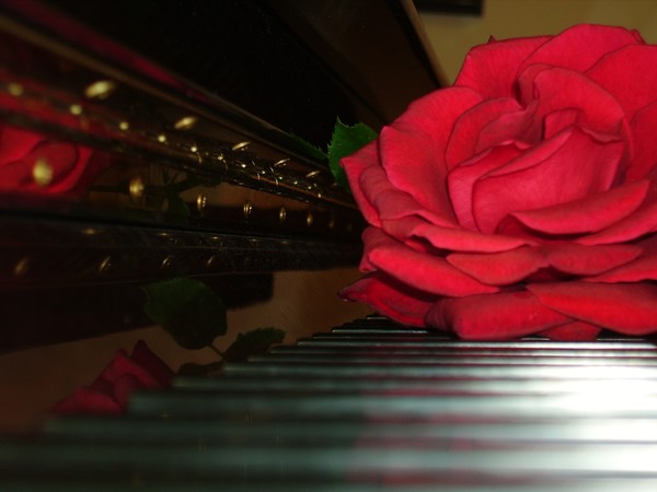 rose on my piano