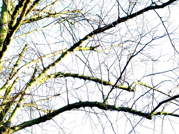 Tree Abstract 04