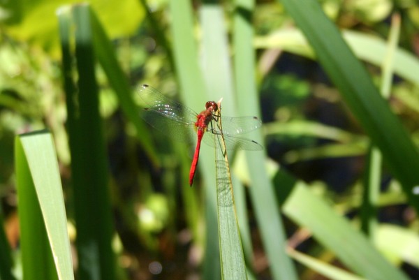 Red Dragonfly