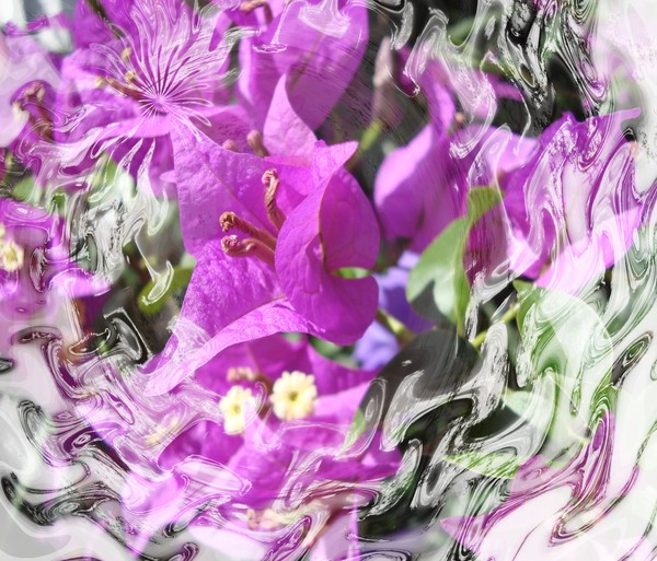 Lilac Swirls