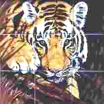 Tiger at Night