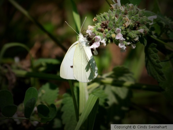 cabbage moth