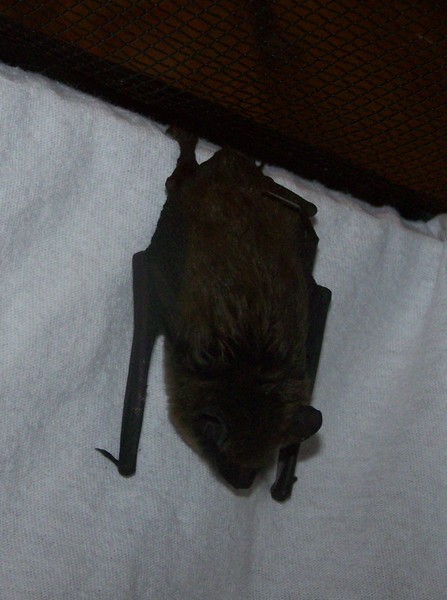 Hanging Little Bat