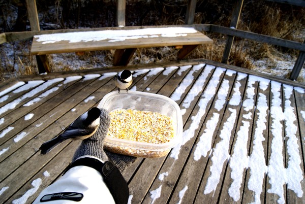 Chickadees, What Won't They Do For Food?