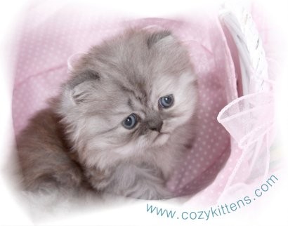 Cozy Kittens & Sue Johnson - www.cozykittens.com