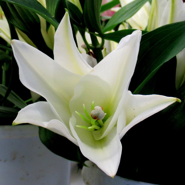 WHITE LILY