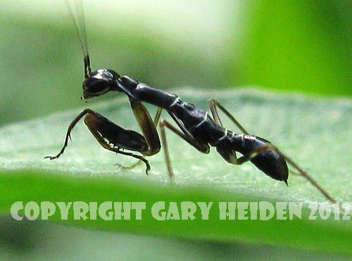 Tiny Ant Mantis Nymph